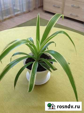 Хлорофитум Биробиджан - изображение 1