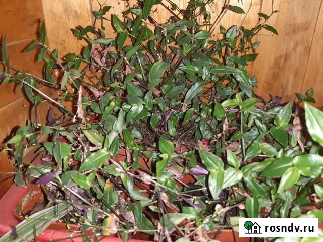 Традесканция Норильск - изображение 1