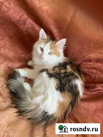 Кошка Самара - изображение 1
