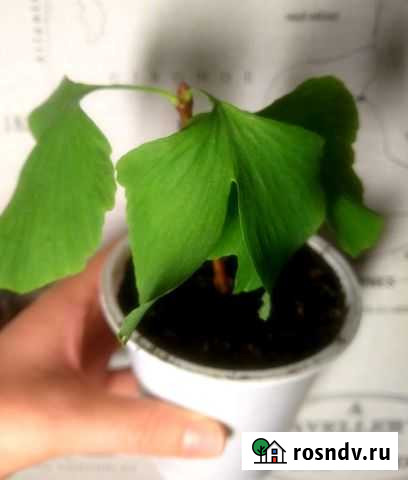 Гинкго билоба Курск - изображение 1