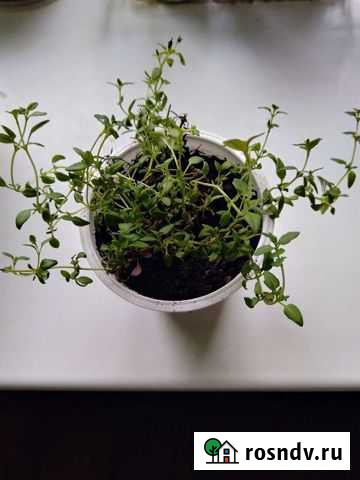 Чабрец (тимьян) Магадан - изображение 1