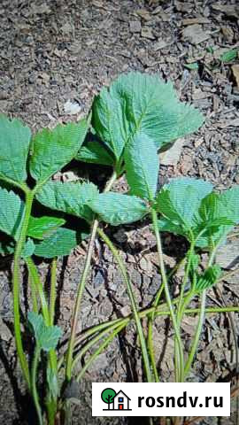 Рассада клубники Фестивальная. Купчиха Октябрьский - изображение 1