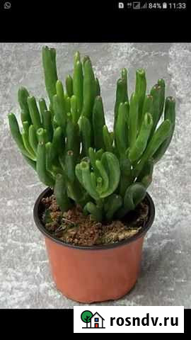 Красула Хоббит или Ушко Шрека (отростки) Калининград - изображение 1