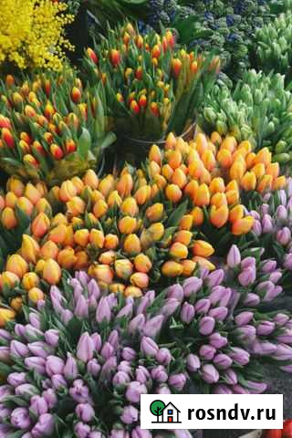 Тюльпаны оптом Владикавказ - изображение 1