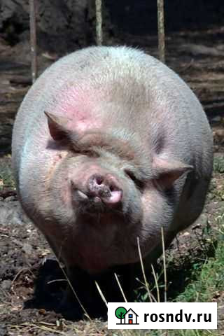 Свинья Клетская - изображение 1