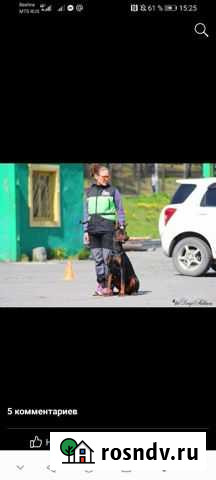 Дрессировка, коррекция поведения, передержка Петропавловск-Камчатский - изображение 1