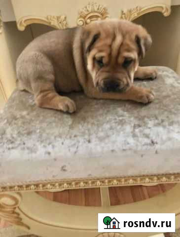 Щенки шарпей Шахты - изображение 1