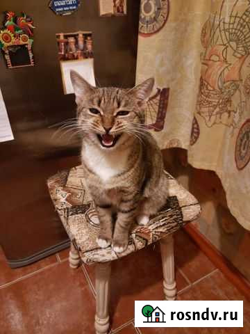 Чудесная кошечка Королев - изображение 1