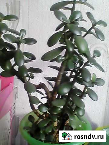 Денежное дерево Калининград - изображение 1