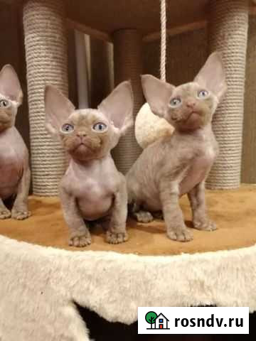 Девон-рекс большой выбор Ярково - изображение 1