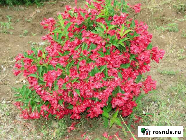 Вейгела Белгород - изображение 1