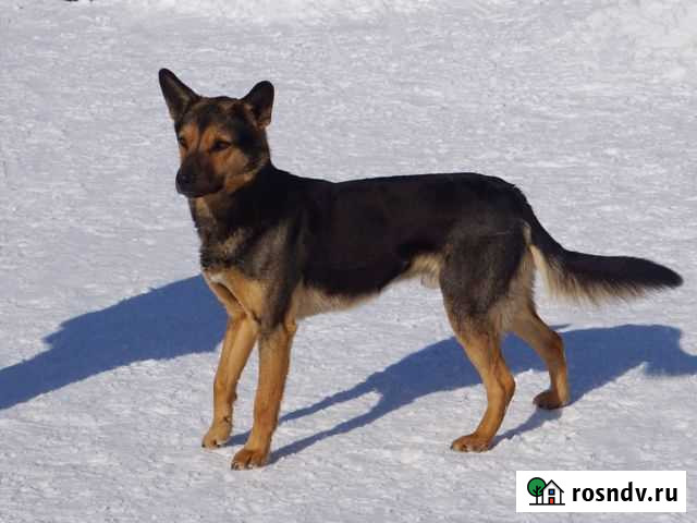 Бос ищет дом Омск - изображение 1