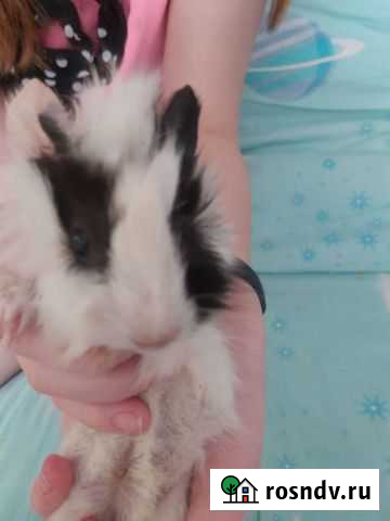 Морская свинка Калуга - изображение 1