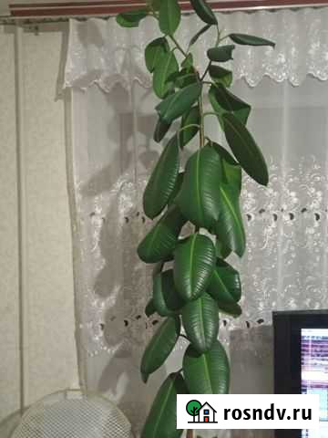 Толстянка Борисоглебск - изображение 1