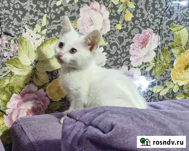 Маленький принц - котенок-мальчик в дар Иркутск - изображение 1