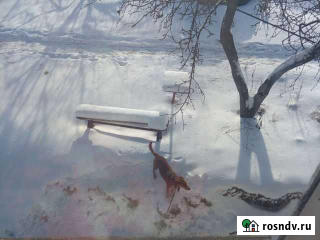 Собака Риджбек Жуковка - изображение 1