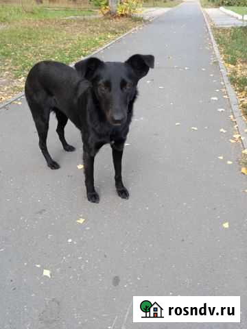 Собака в добрые руки Димитровград - изображение 1