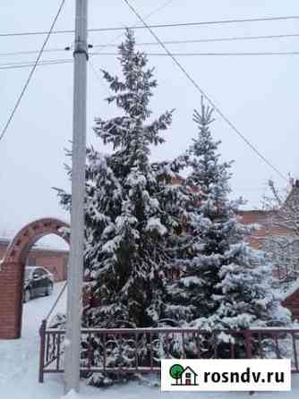 Ель с шишками Красный Яр