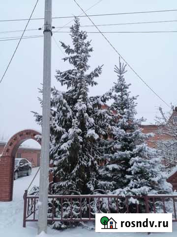 Ель с шишками Красный Яр - изображение 1