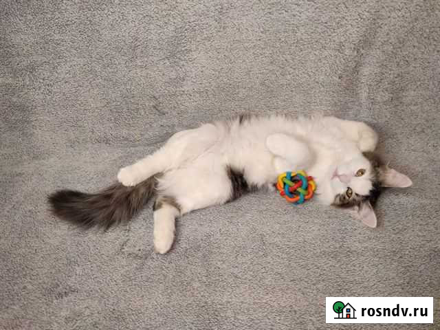 Котенок Тёма Раменское - изображение 1