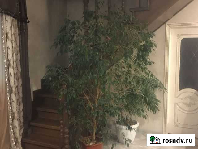 Бенджамина Обнинск - изображение 1