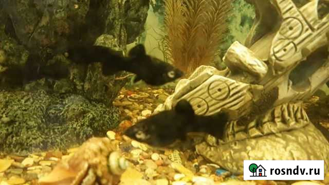 Моллинезия черная Чистополь - изображение 1