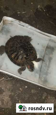 Красноухая черепаха Магнитогорск - изображение 1