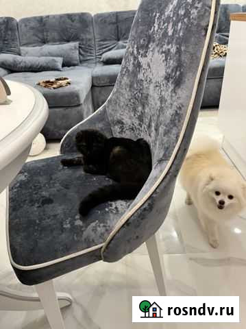 Котята скотиш фолд Краснодар - изображение 1