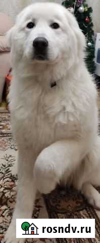 Пастушья овчарка Казань - изображение 1