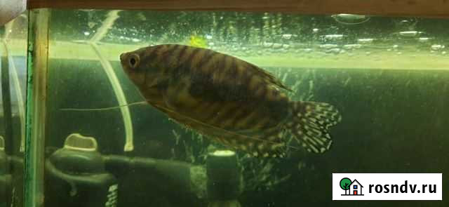 Гурами мраморный Нижний Тагил - изображение 1