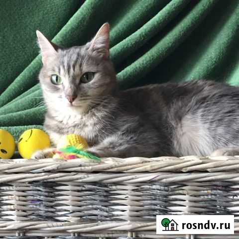 Кошечка ищет семью Тюмень - изображение 1