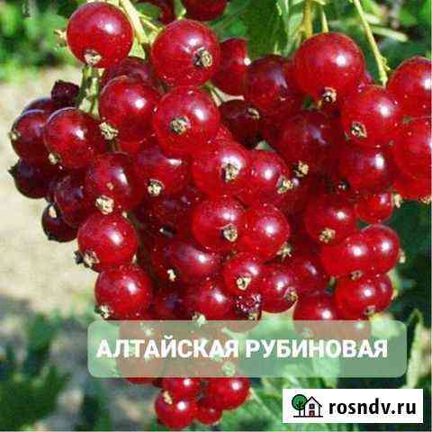 Саженцы красной смородины Воскресенск