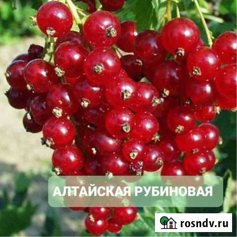 Саженцы красной смородины Воскресенск - изображение 1