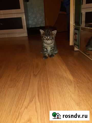 Кошки шотландцы Богородское - изображение 1