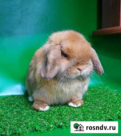Карлики Минилопы (miniature lop) Уфа - изображение 1