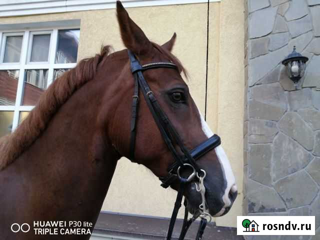 Мундштучное оголовье фирмы Kieffer, размер коб Володарского - изображение 1