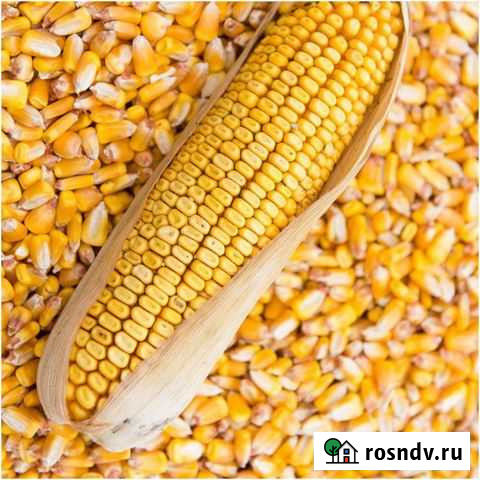 Кукуруза сухая Ардон - изображение 1
