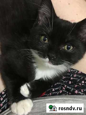 Кошка Новосибирск - изображение 1