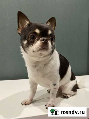 Вязка кобель чихуахуа Раменское - изображение 1
