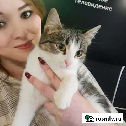 Котик Мистер-розовый-носик в добрые руки Уфа - изображение 1