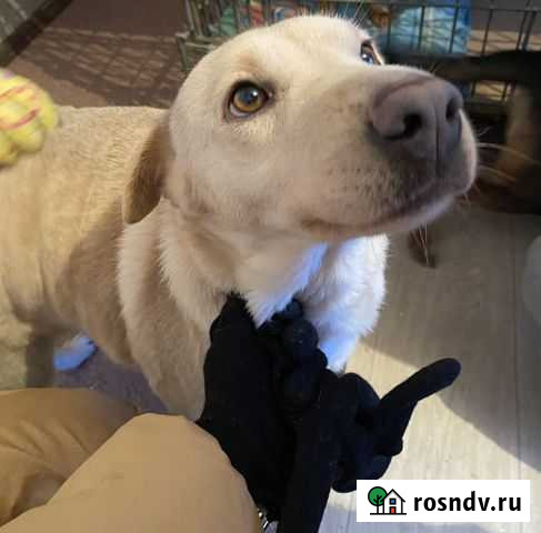 Шарпей в добрые руки Волгоград - изображение 1