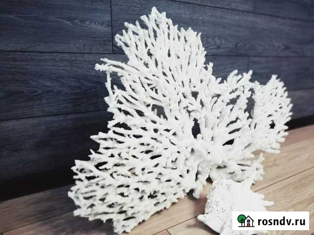 Коралл большой 78*57 Евпатория - изображение 1