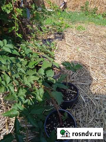 Саженцы ежевики Карака Блэк Усть-Лабинск - изображение 1