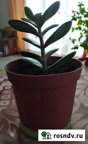 Толстянка Старый Оскол - изображение 1