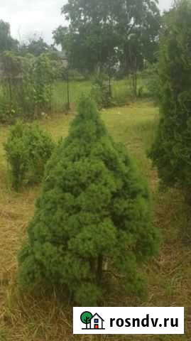 Туи можжевельники Кишпек - изображение 1