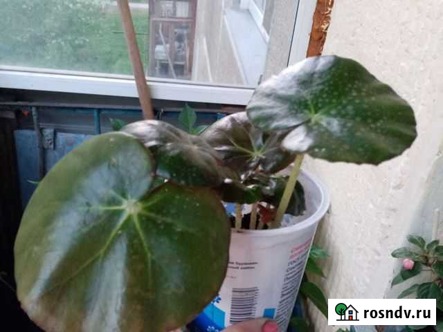 Бегония Фиста Новосибирск - изображение 1