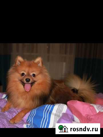 Вязка, кобель развязан Калининград - изображение 1