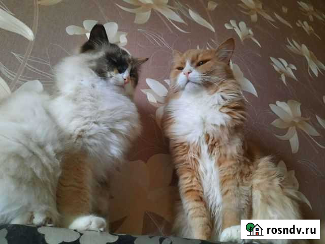 Кошки в дар + оплатим корм на первое время Выборг - изображение 1