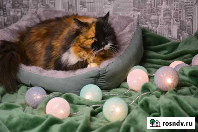 Ищу понимающего хозяина особенной кошке Воронеж - изображение 1