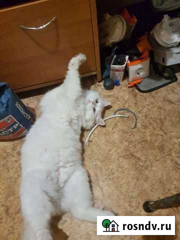 Кошка в добрые руки Подольск - изображение 1